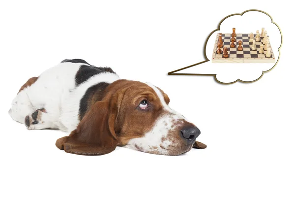 Basset hound düşünüyor satranç hakkında — Stok fotoğraf