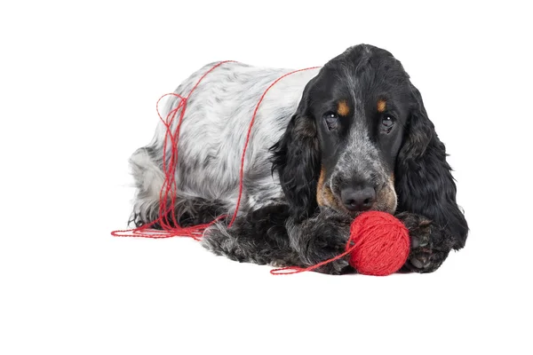 Dog (English Cocker спаниэль) with a ball — Stock Photo, Image