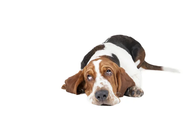 Basset-Hund liegend — Stockfoto
