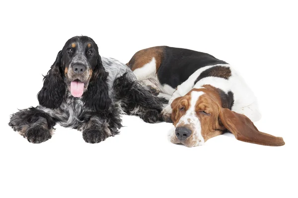 Two dogs (Basset hound and English Cocker Spaniel) — Stock Photo, Image