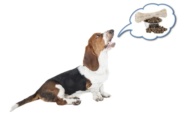 Basset av köpeği havlıyor.
