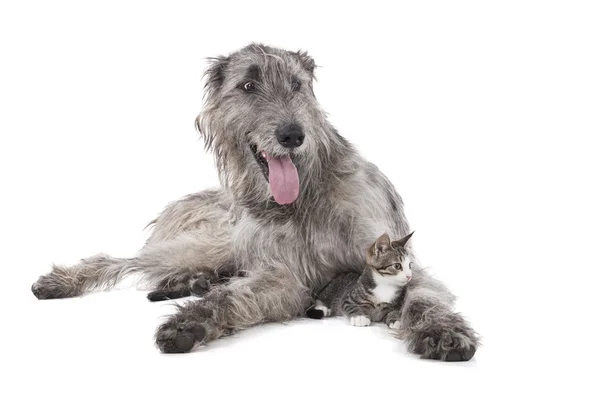 Köpek (İrlandalı wolfhound) ve belgili tanımlık yavru kedi
