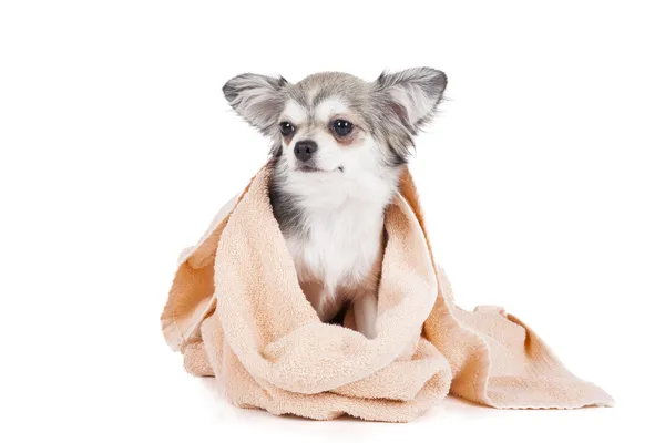 köpek yıkama