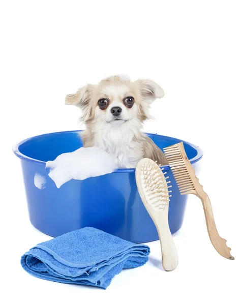 köpek yıkama