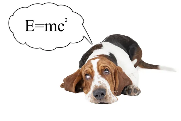 Basset hound denkt over de theorie van relativiteit — Stockfoto