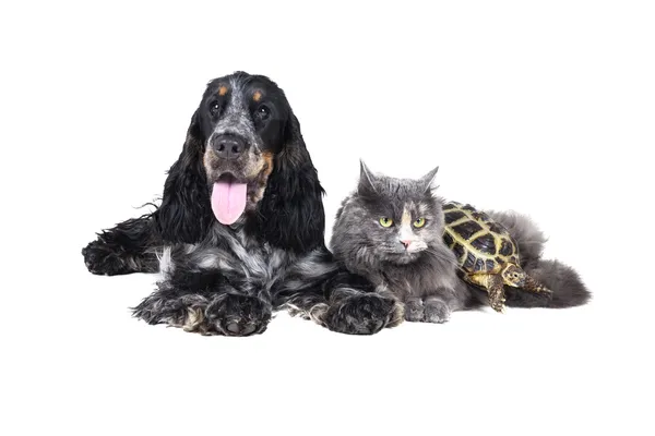 Kedi köpek ve kaplumbağa — Stok fotoğraf
