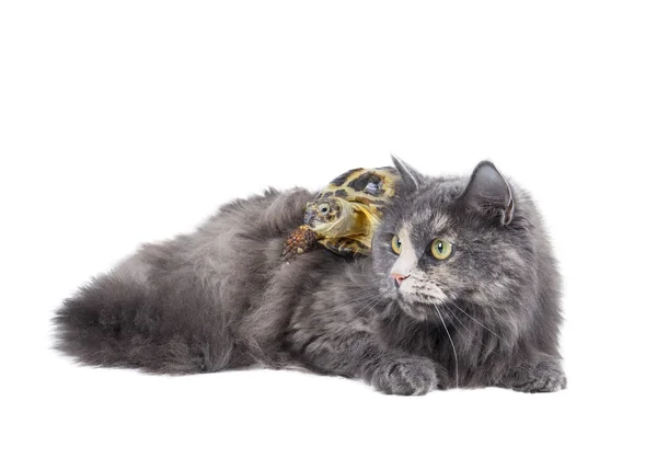 Cat and a turtle — Stock Photo, Image