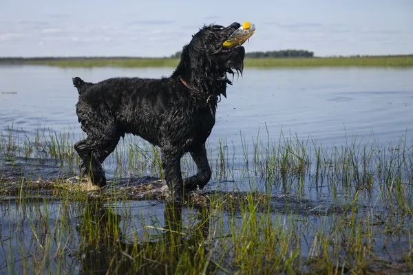 Preto russo Terrier — Fotografia de Stock