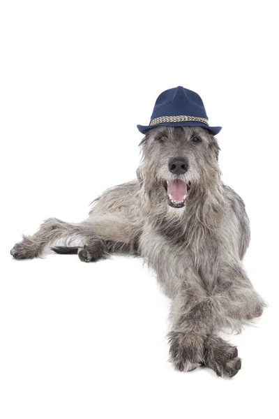 Irish wolfhound dog — Stock Photo, Image