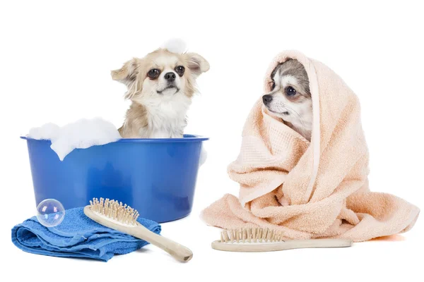 Laver les chiens — Photo