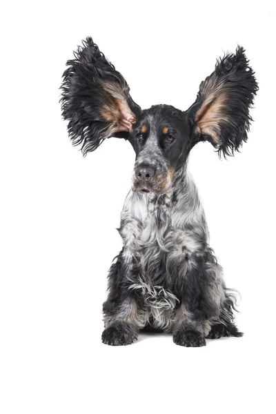 Cocker Spaniel with their ears up Stock Photo