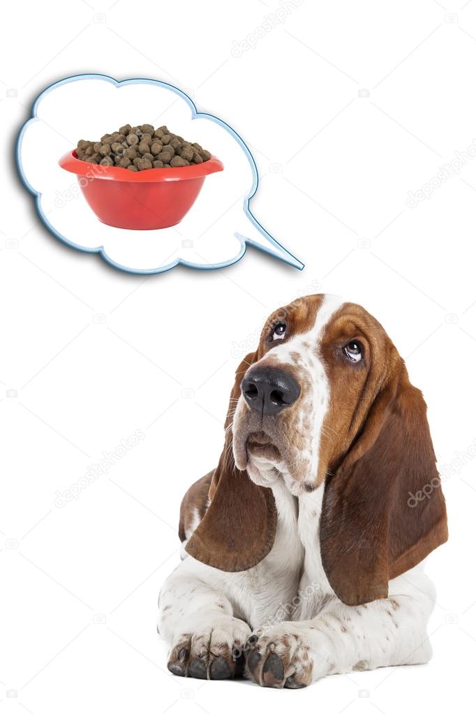 Basset hound dreams