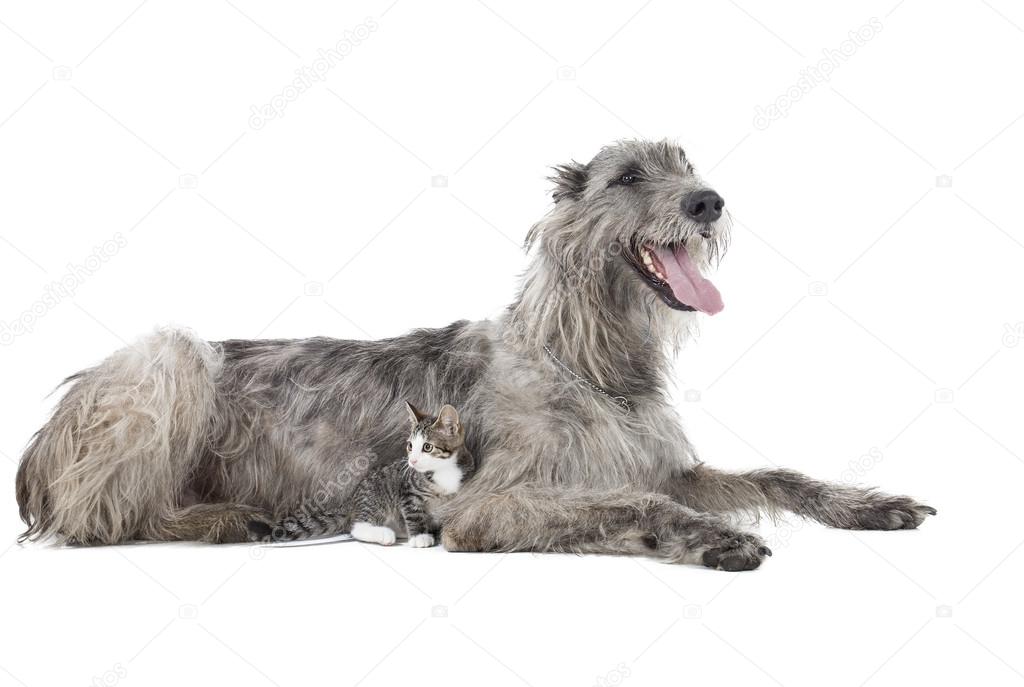 Dog (Irish Wolfhound) with a kitten