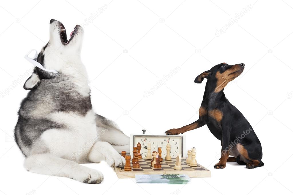 Dogs playing chess