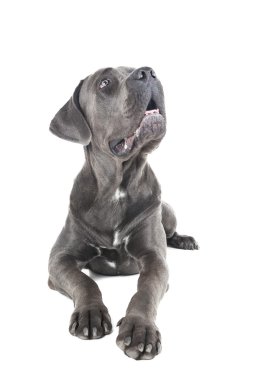 Cane corso tenyészt kutya