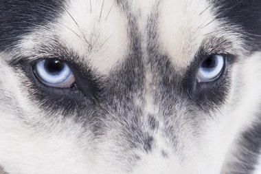 mavi gözlü Sibirya husky