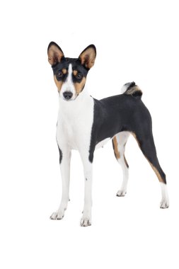 alçaklık köpek ya da Afrika nela