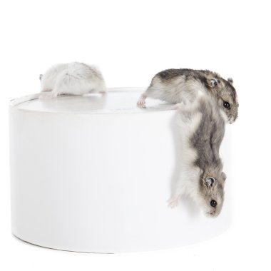 kutusunda üç Çungar hamster