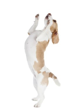 dans eden köpek beagle