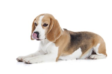 Beyaz bir arka plan üzerinde Beagle köpek