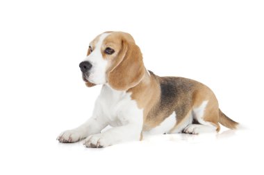 Beyaz bir arka plan üzerinde Beagle köpek