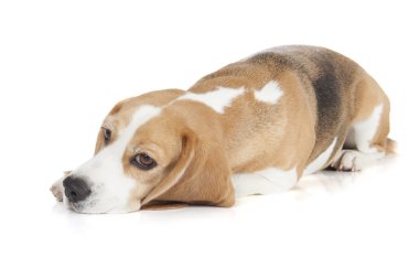 Beyaz bir arka plan üzerinde Beagle köpek