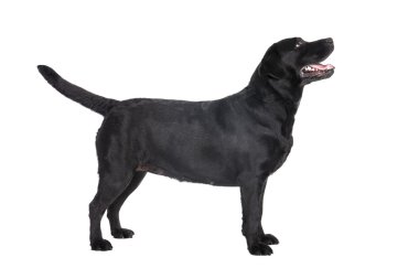 Labrador geri almak