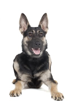 köpek şarkı söylüyor, haykırlar, görüşmeler