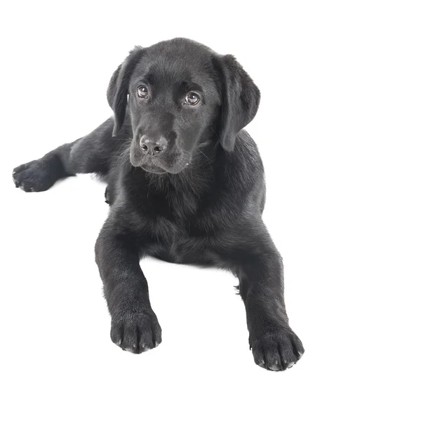 Cachorro de laboratorio negro, dos meses de edad —  Fotos de Stock