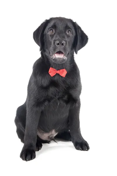 Cachorro de laboratorio negro, dos meses de edad —  Fotos de Stock