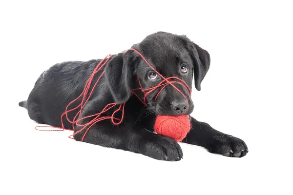 Cachorro de laboratorio negro, dos meses de edad —  Fotos de Stock