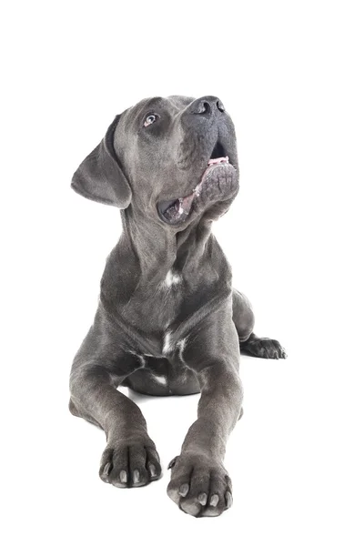 Cane Corso breed dog — Stock Photo, Image