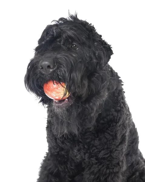 Black russian terrier — Stock Photo, Image