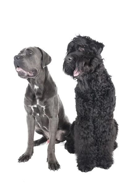 Cane Corso and the Russian black terrier — Stock Photo, Image