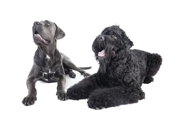 Cane Corso and the Russian black terrier — Stock Photo, Image