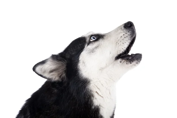 Sibiřský husky vytí — Stock fotografie