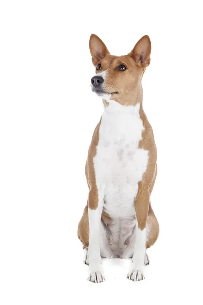 Basenji dog or African Nela — Stock Photo, Image