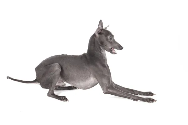 Galgo italiano color azul — Foto de Stock