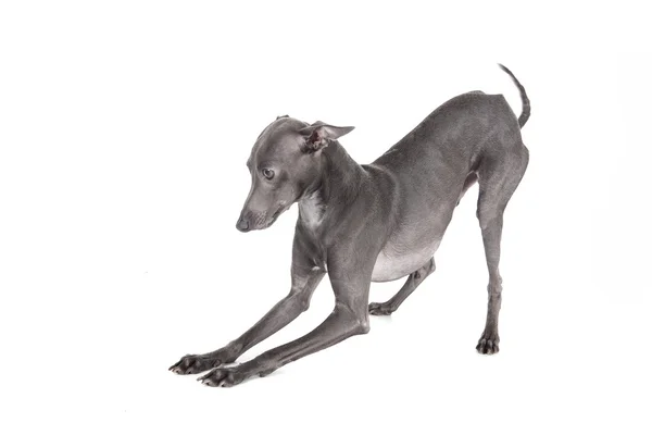 Italiano cor azul galgo — Fotografia de Stock