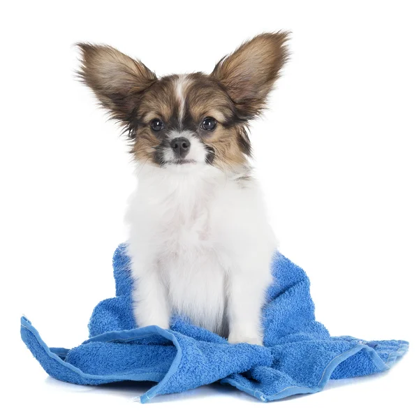 Papillon cucciolo in un asciugamano — Foto Stock