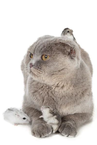 Cat and hamster — Stock Photo, Image