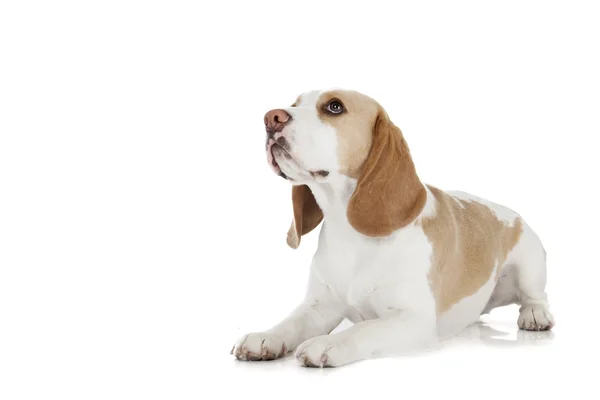Cão beagle em um fundo branco — Fotografia de Stock
