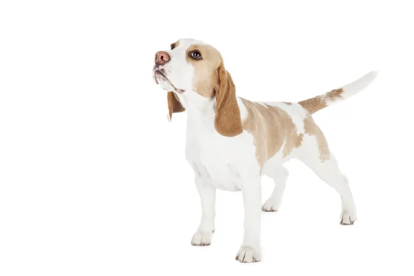 Beagle cane su uno sfondo bianco — Foto Stock