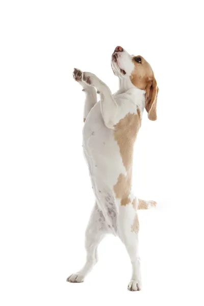 Dancing dog beagle — Stock Photo, Image