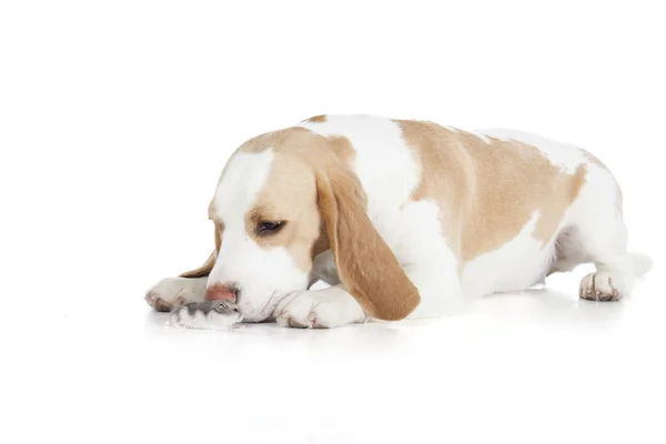 分離されたビーグル犬およびマダラチョウのハムスター — ストック写真