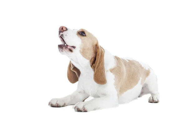 Cão beagle em um fundo branco — Fotografia de Stock