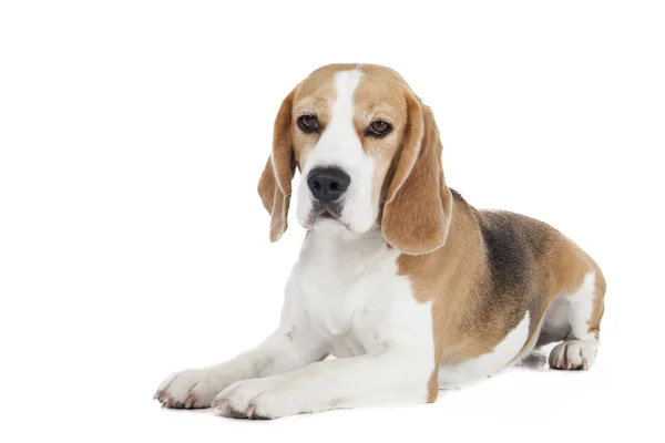Beagle Hund auf weißem Hintergrund — Stockfoto