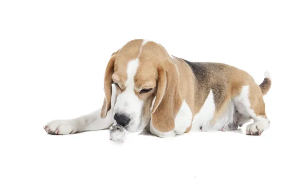 Beagle und dzhungar hamster isoliert — Stockfoto