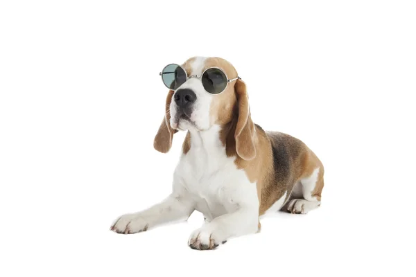 Beagle con gafas — Foto de Stock