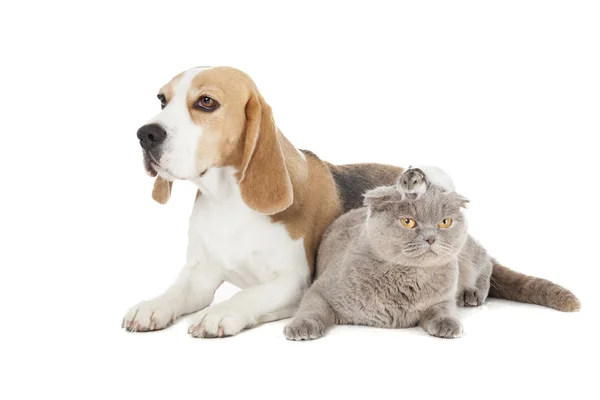 Dog, cat and hamster — Stock Photo, Image